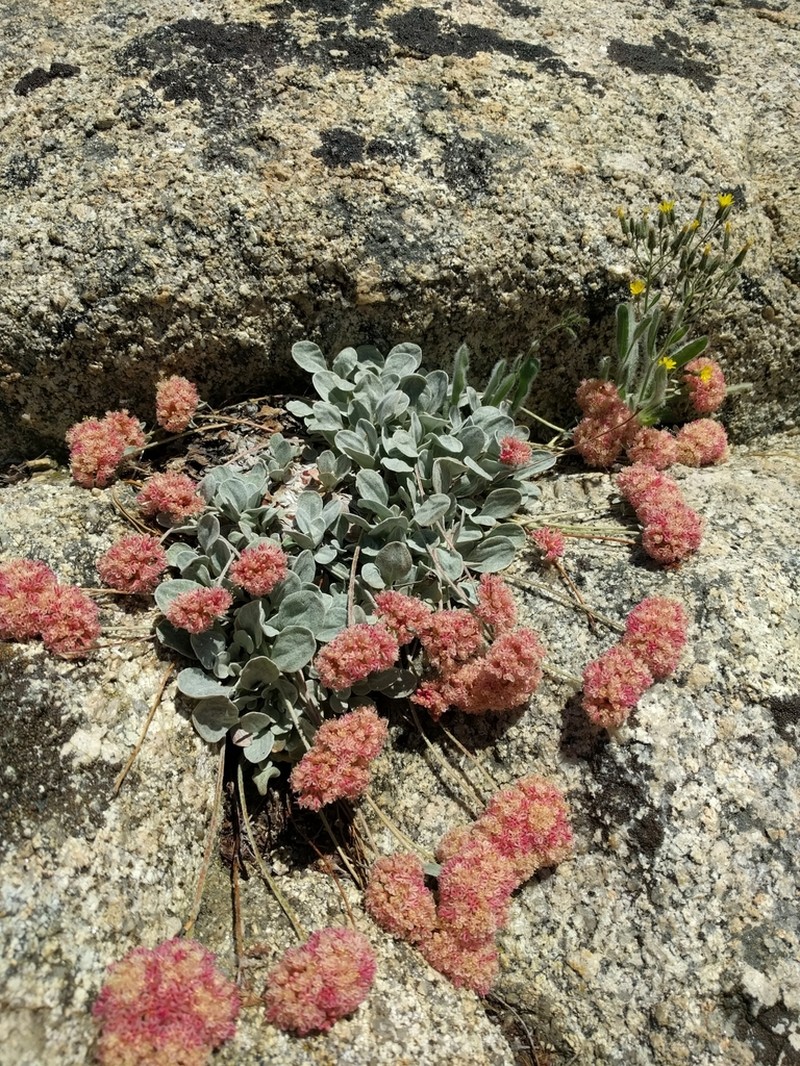 Lobb's Buckwheat photo 8