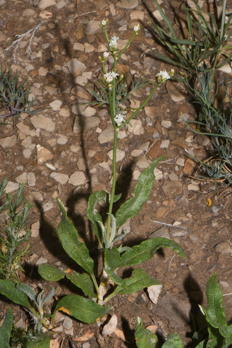 Spearleaf Buckwheat