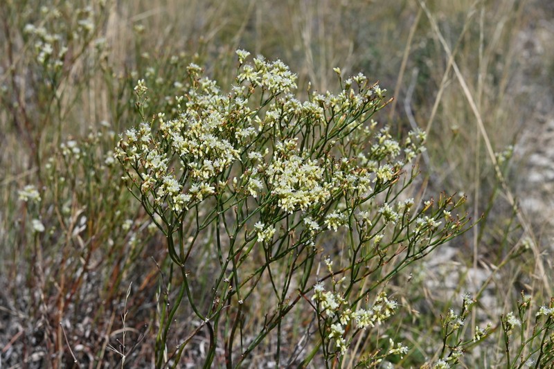 Spearleaf Buckwheat photo 2