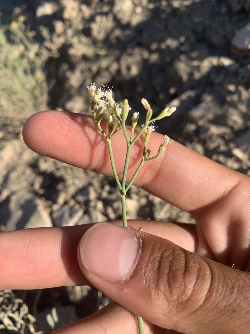 Spearleaf Buckwheat photo 3
