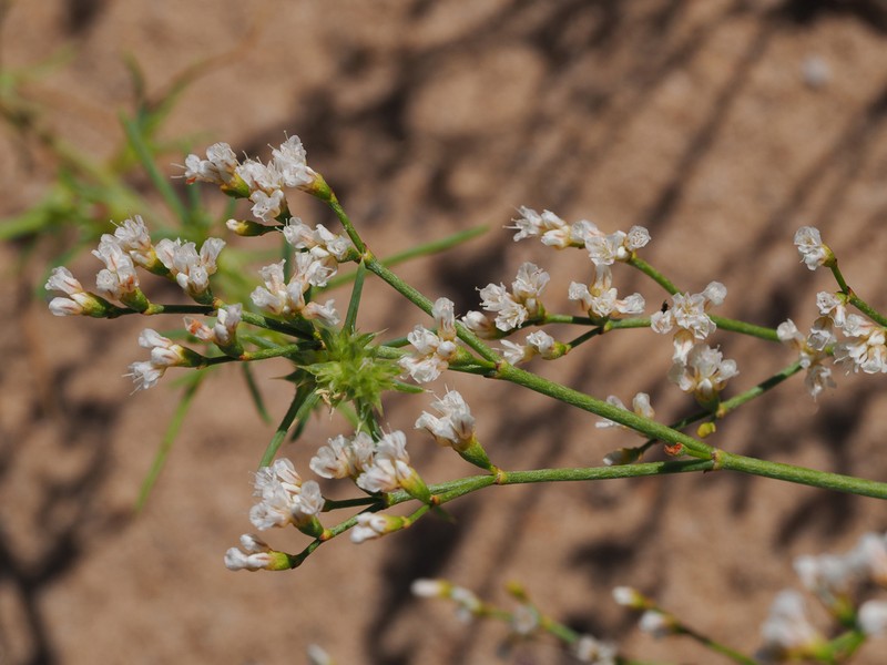 Spearleaf Buckwheat photo 4