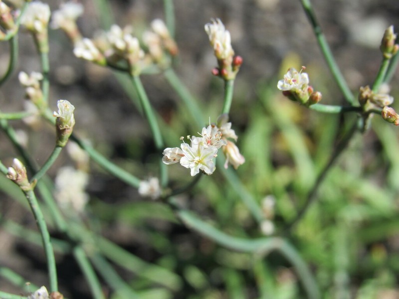 Spearleaf Buckwheat photo 5