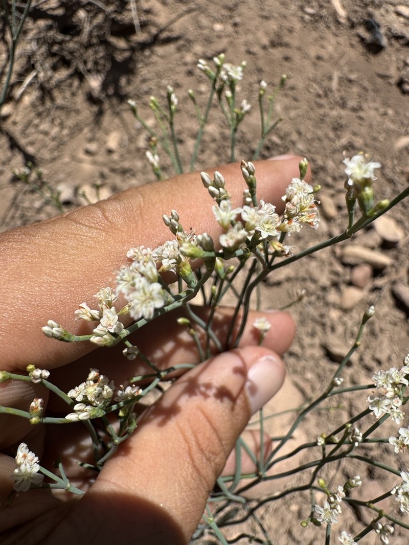 Spearleaf Buckwheat photo 6
