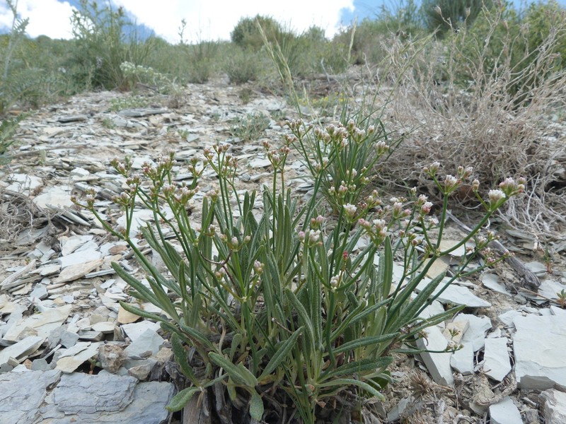 Spearleaf Buckwheat photo 7