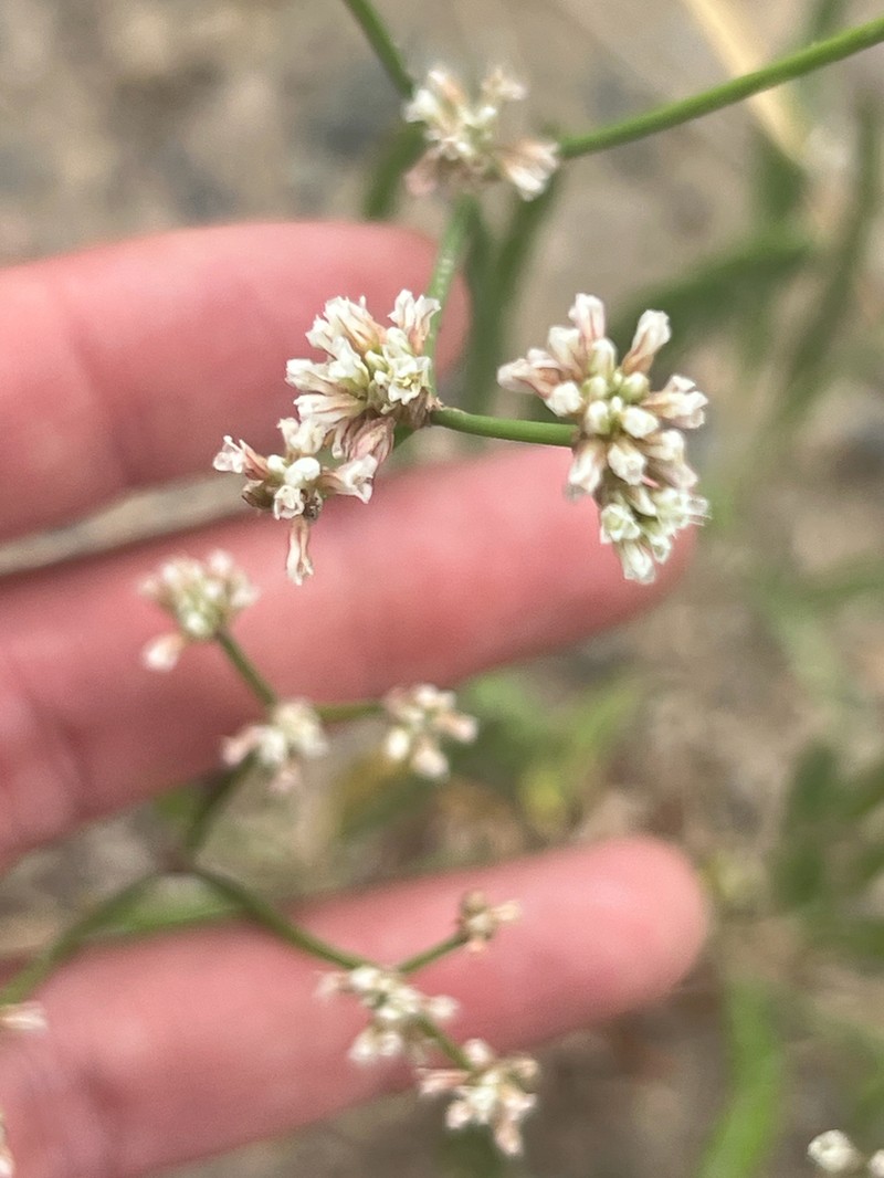 Spearleaf Buckwheat photo 8
