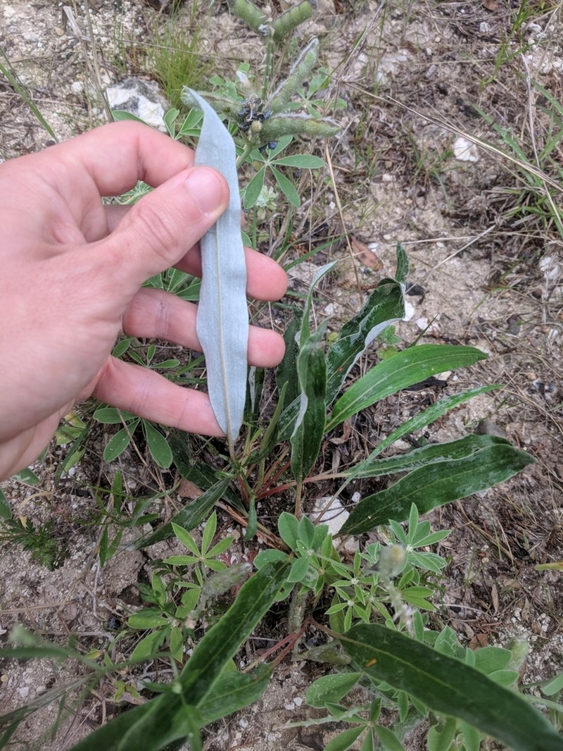Longleaf Buckwheat
