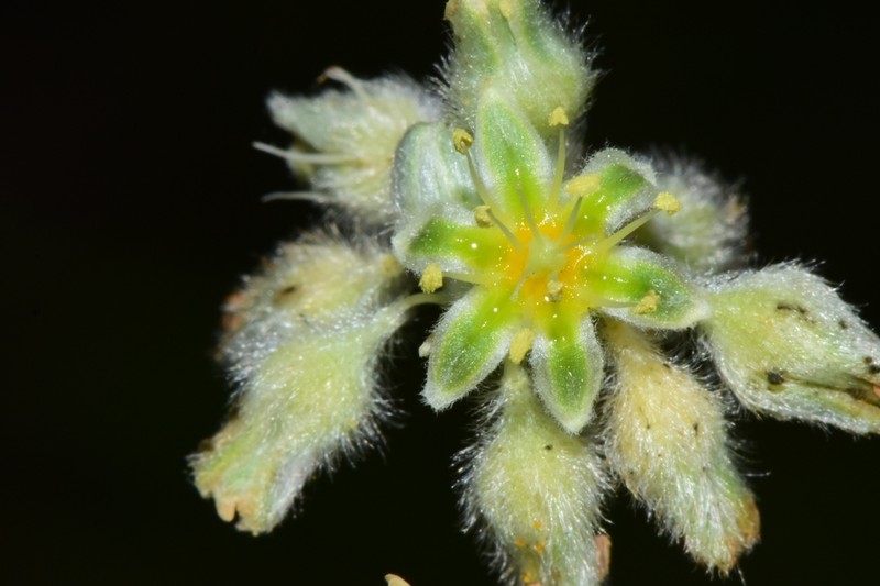 Longleaf Buckwheat photo 2