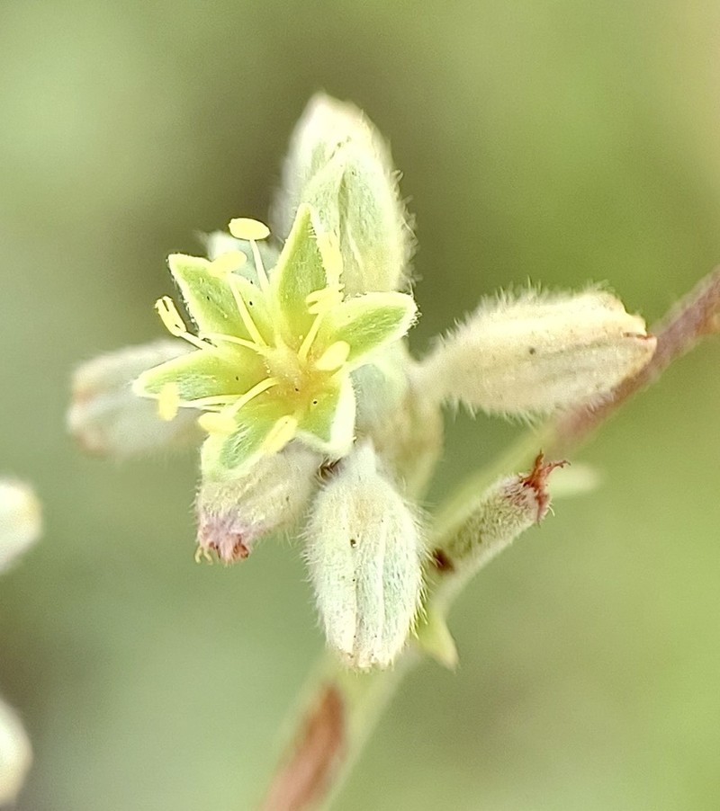Longleaf Buckwheat photo 3