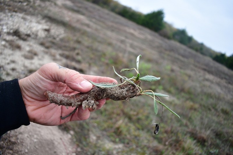 Longleaf Buckwheat photo 4