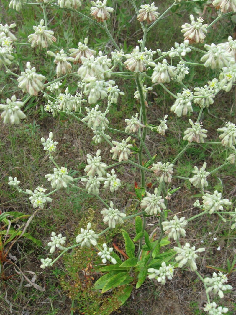 Longleaf Buckwheat photo 5