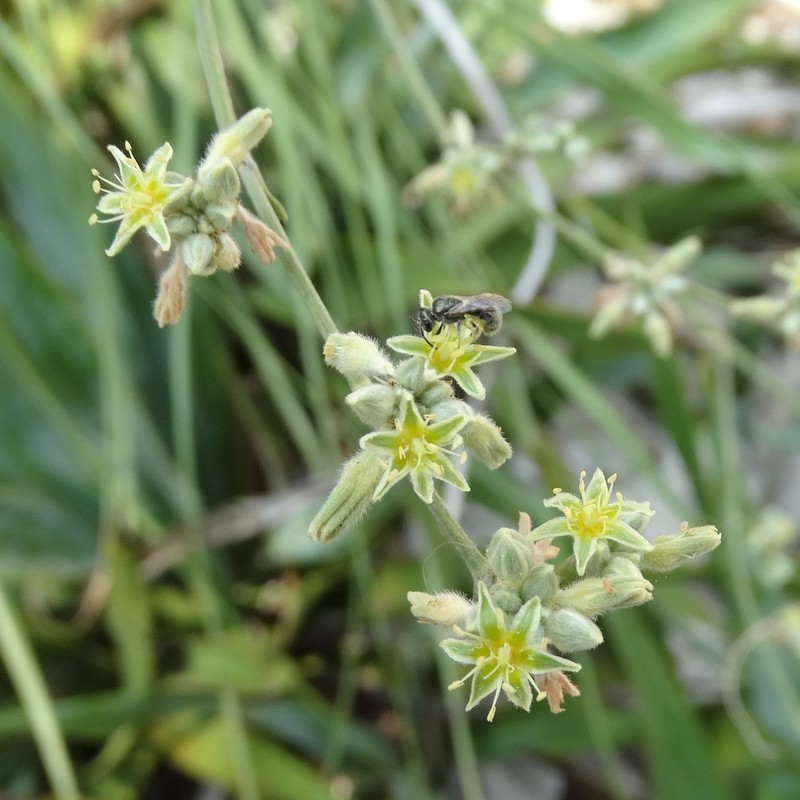 Longleaf Buckwheat photo 6
