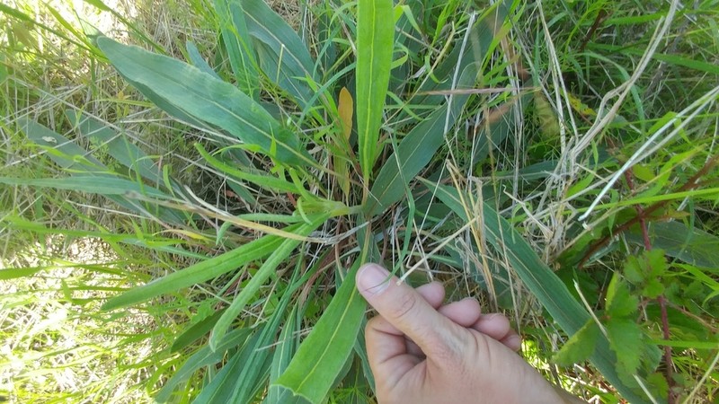 Longleaf Buckwheat photo 7