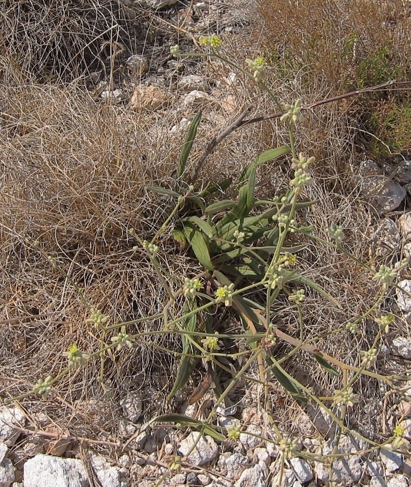 Longleaf Buckwheat photo 8