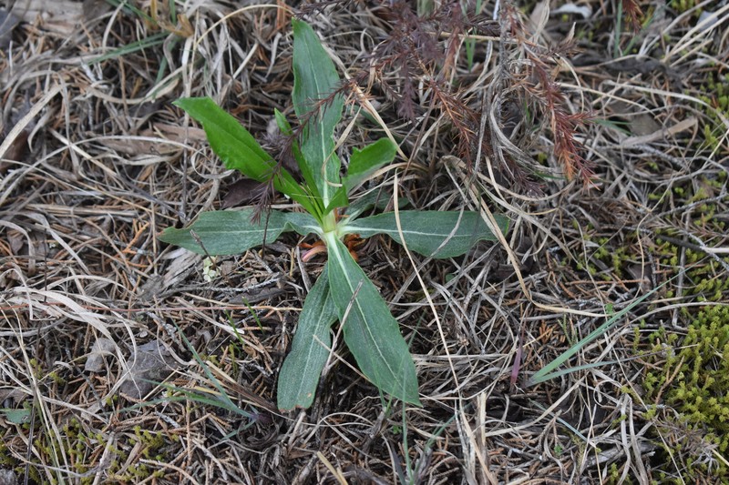 Eriogonum longifolium var. harperi