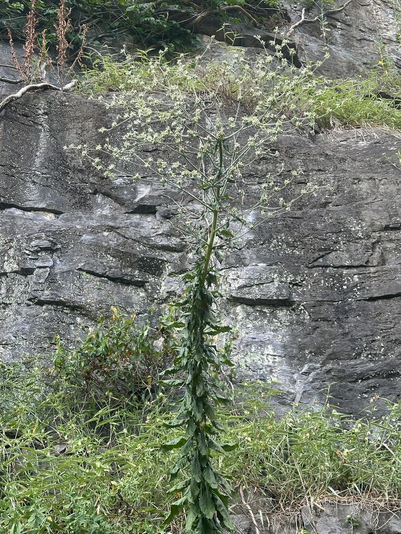 Eriogonum longifolium var. harperi photo 2