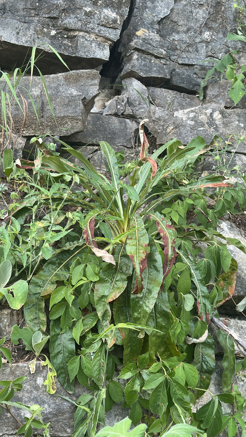 Eriogonum longifolium var. harperi photo 3