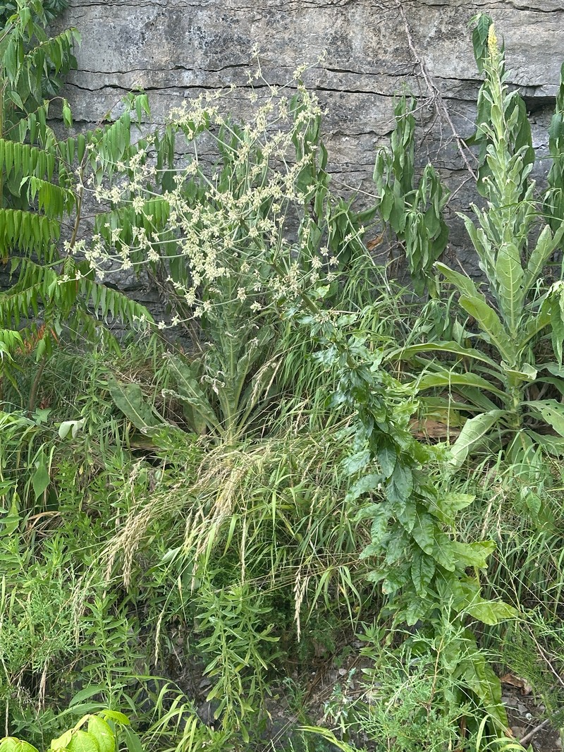 Eriogonum longifolium var. harperi photo 4