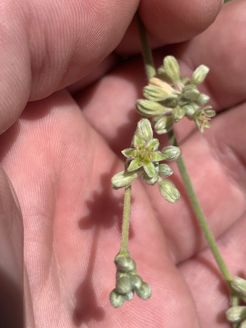 Eriogonum longifolium var. harperi photo 5