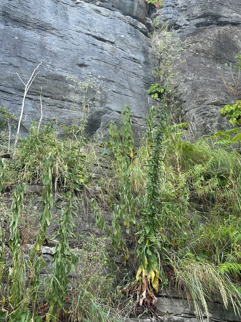 Eriogonum longifolium var. harperi photo 6