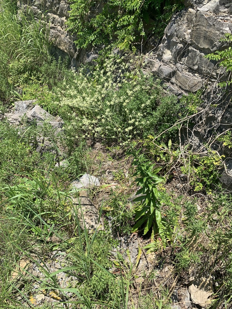 Eriogonum longifolium var. harperi photo 7