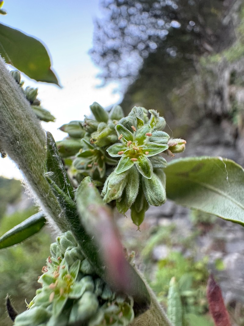 Eriogonum longifolium var. harperi photo 8