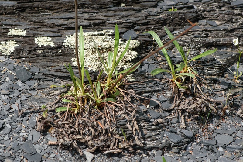 Eriogonum longifolium var. longifolium