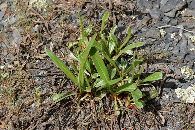 Eriogonum longifolium var. longifolium photo 2