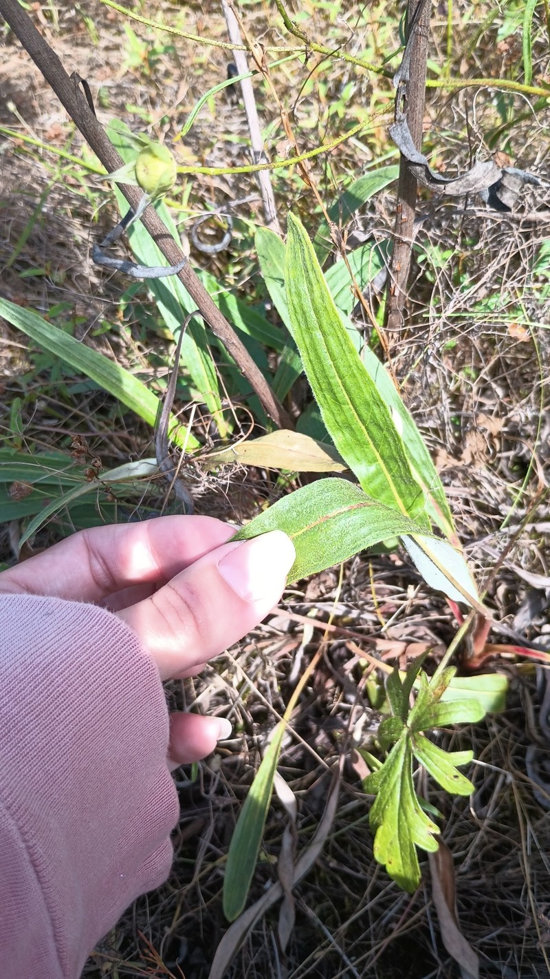 Eriogonum longifolium var. longifolium photo 3