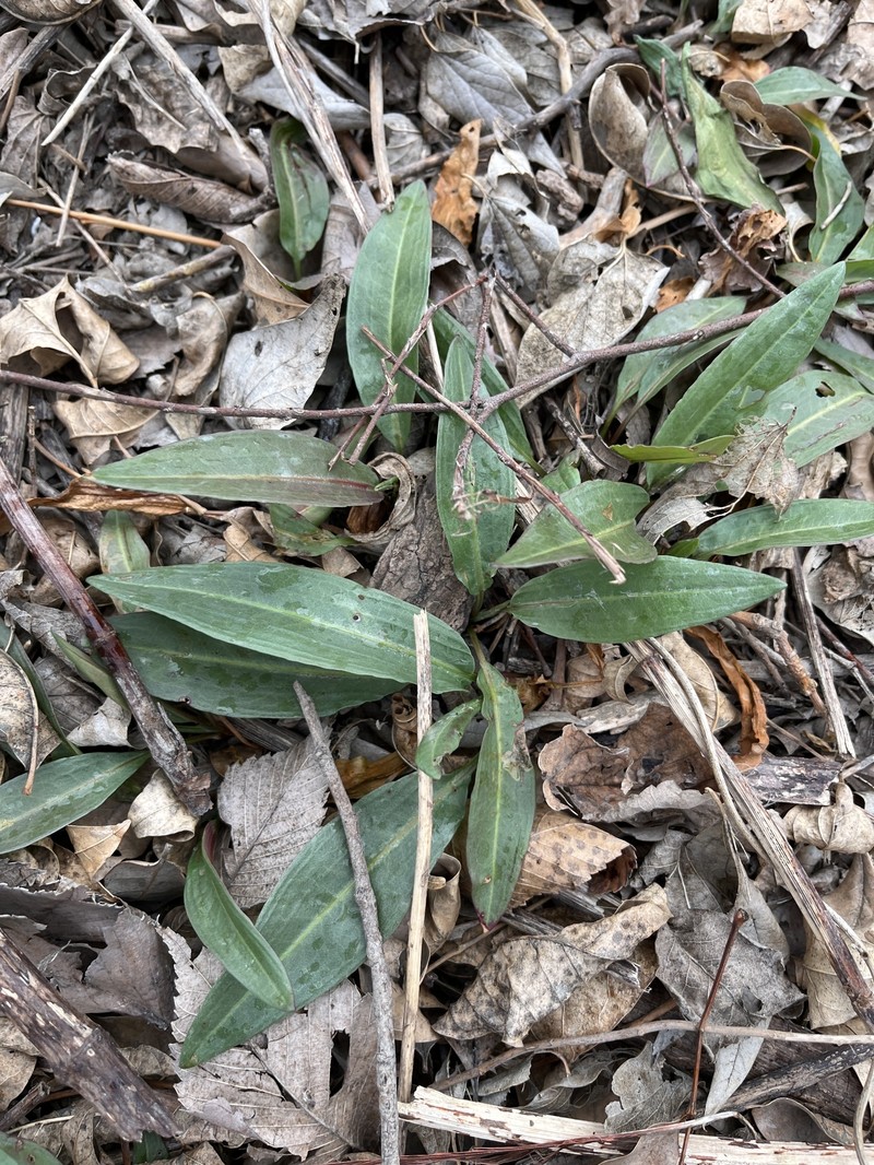 Eriogonum longifolium var. longifolium photo 4