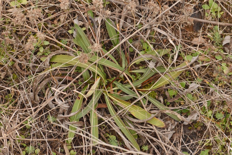 Eriogonum longifolium var. longifolium photo 5