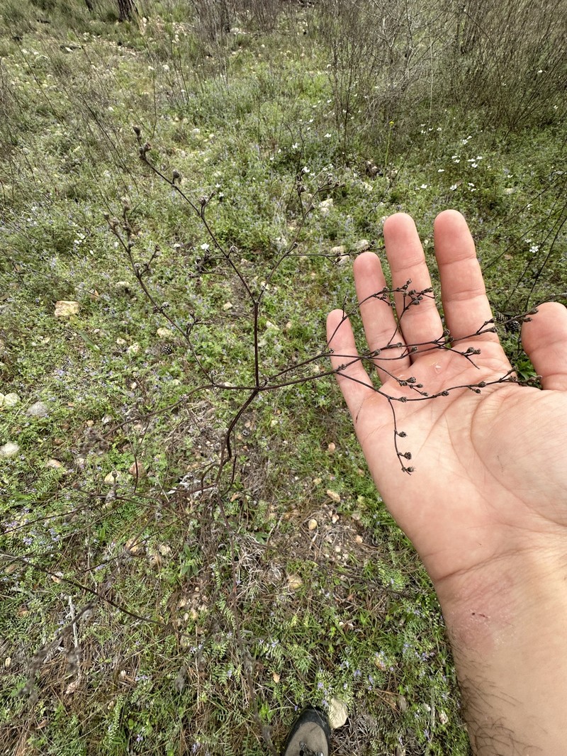 Eriogonum longifolium var. longifolium photo 6