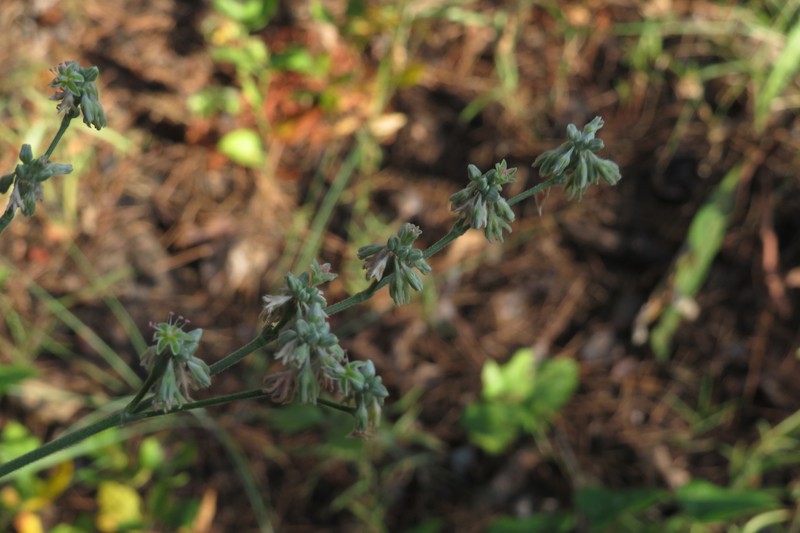 Eriogonum longifolium var. longifolium photo 8