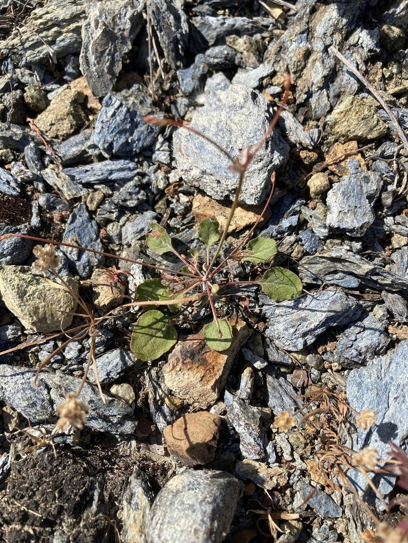 Goldencarpet Buckwheat