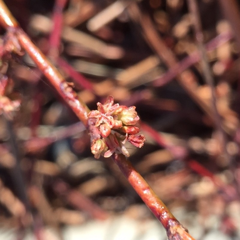 Goldencarpet Buckwheat photo 2