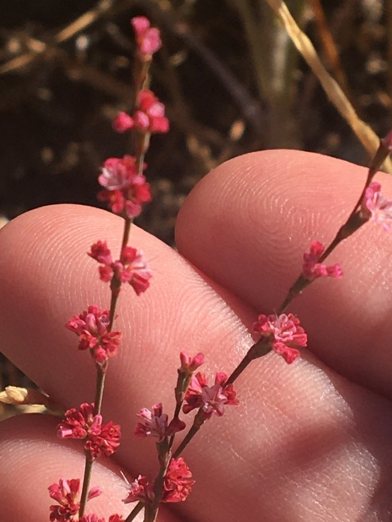 Goldencarpet Buckwheat photo 3