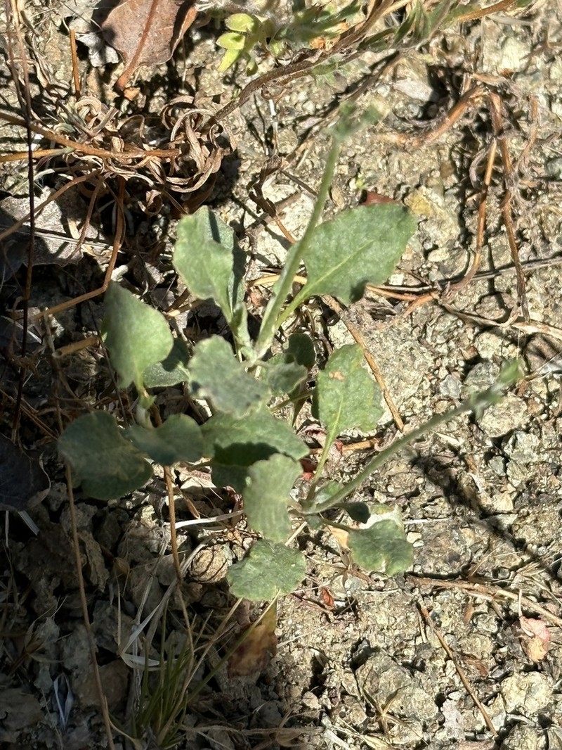 Goldencarpet Buckwheat photo 4
