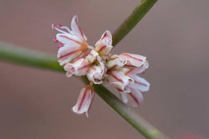 Goldencarpet Buckwheat photo 5