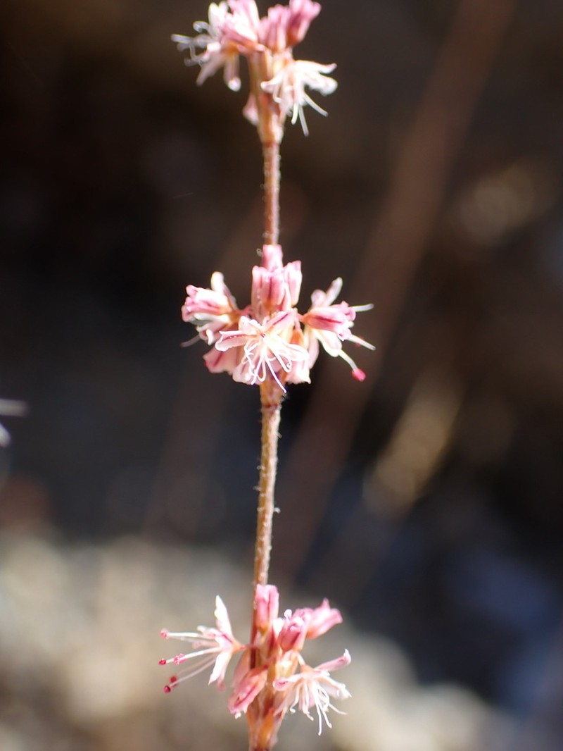 Goldencarpet Buckwheat photo 7