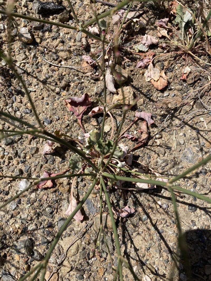 Goldencarpet Buckwheat photo 8