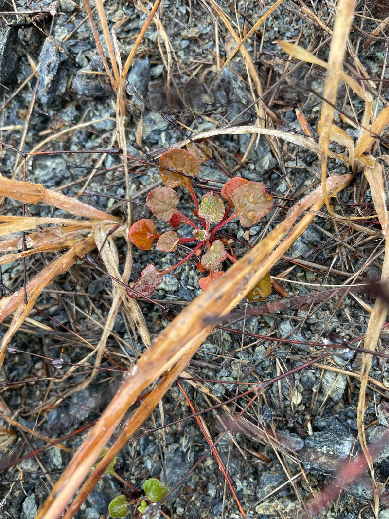 Eriogonum luteolum var. caninum