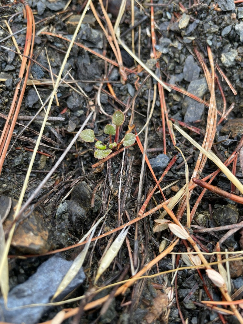 Eriogonum luteolum var. caninum photo 2