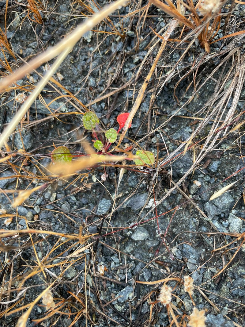 Eriogonum luteolum var. caninum photo 3