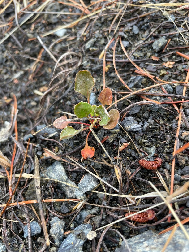 Eriogonum luteolum var. caninum photo 4