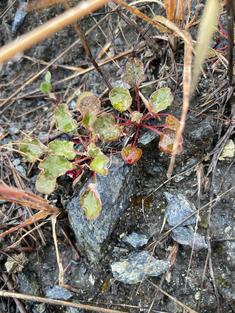 Eriogonum luteolum var. caninum photo 5