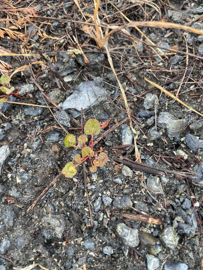 Eriogonum luteolum var. caninum photo 6