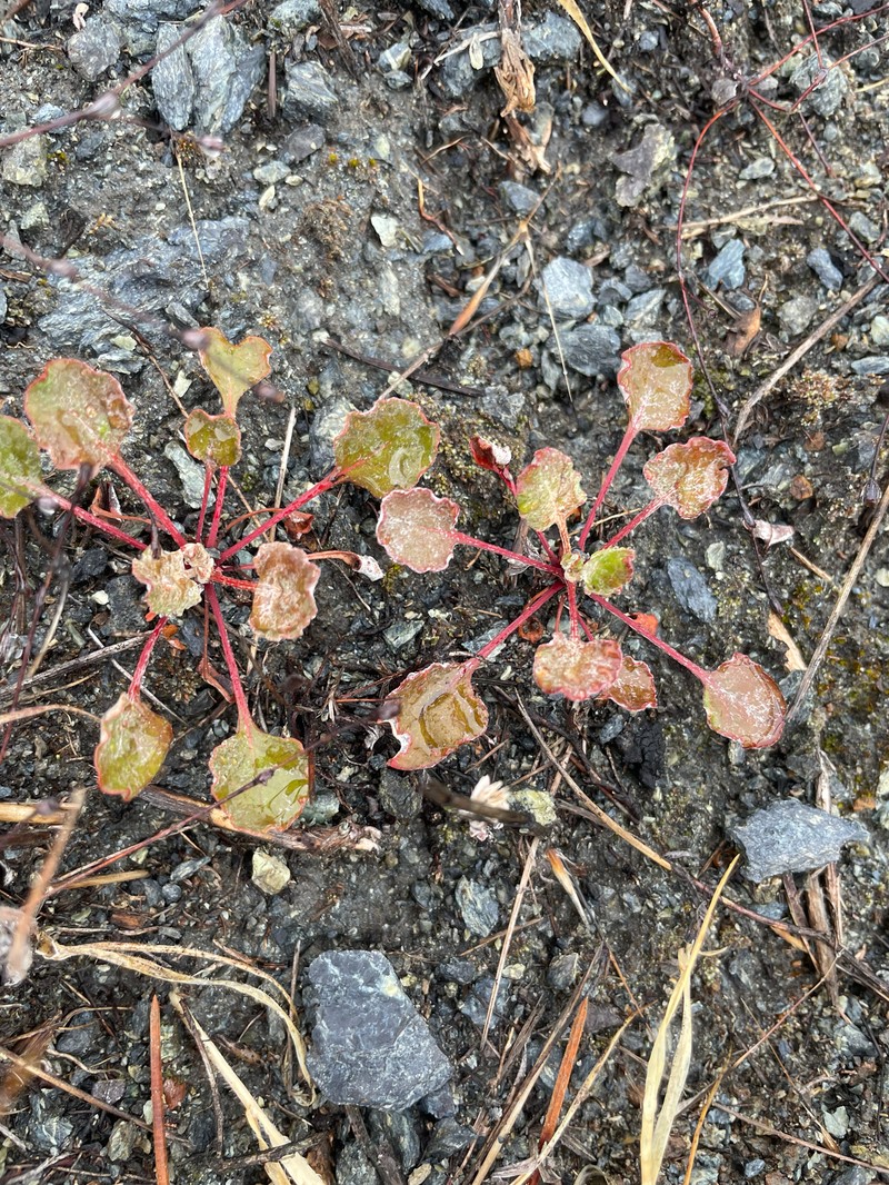 Eriogonum luteolum var. caninum photo 7