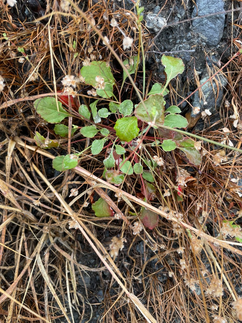 Eriogonum luteolum var. caninum photo 8