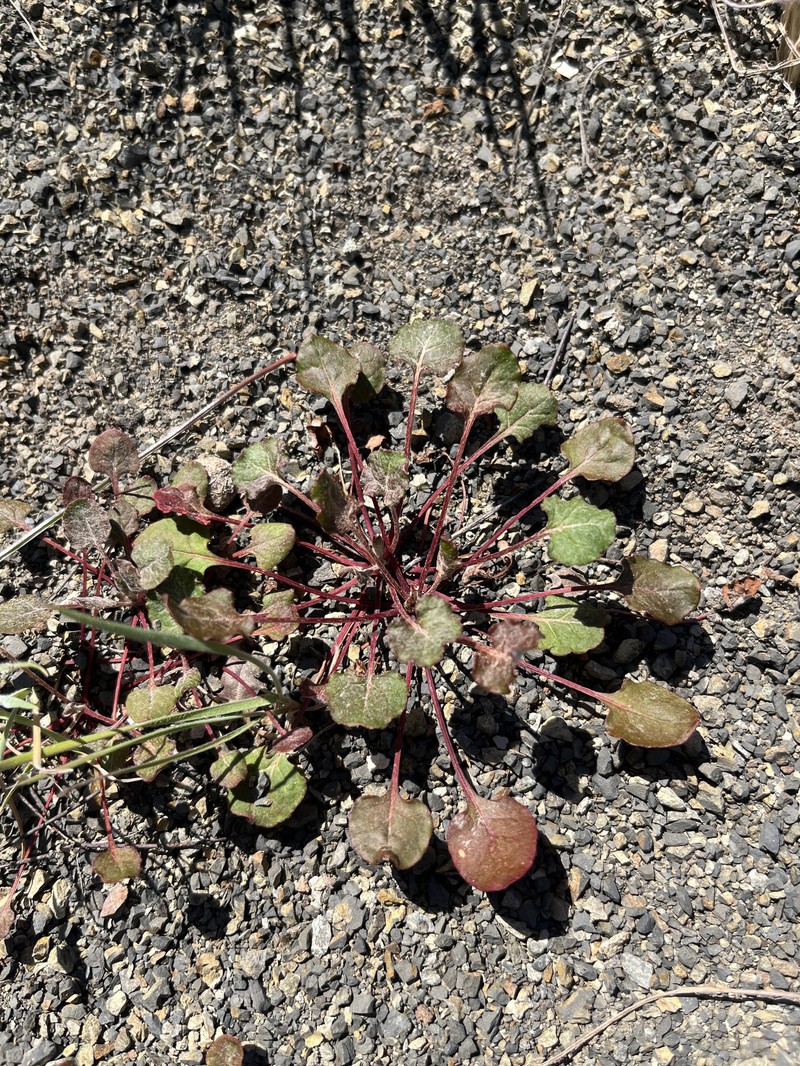 Eriogonum luteolum var. luteolum
