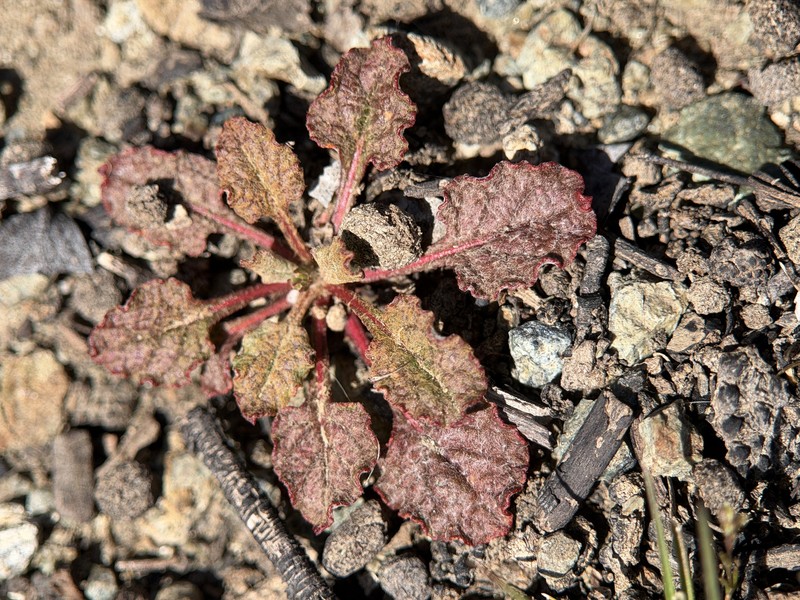Eriogonum luteolum var. luteolum photo 2