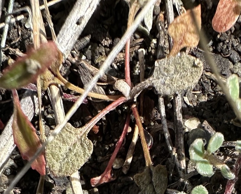 Eriogonum luteolum var. luteolum photo 3